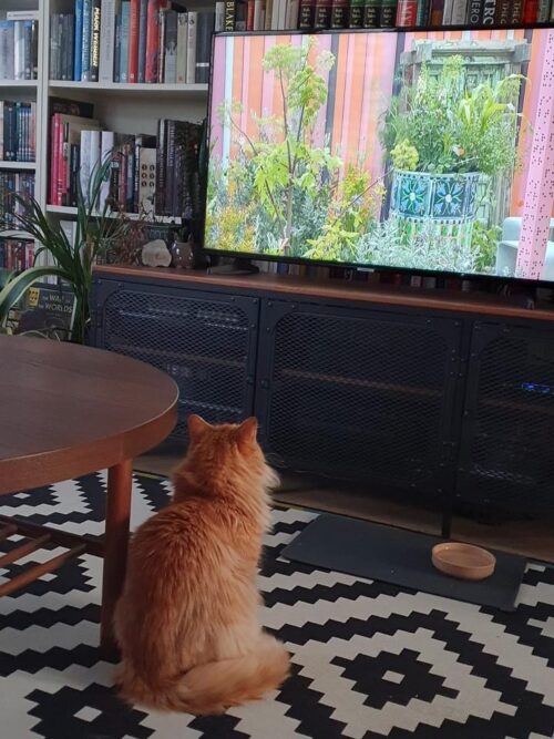 Ginger cat on a black and cream coloured rug watching a TV programme.