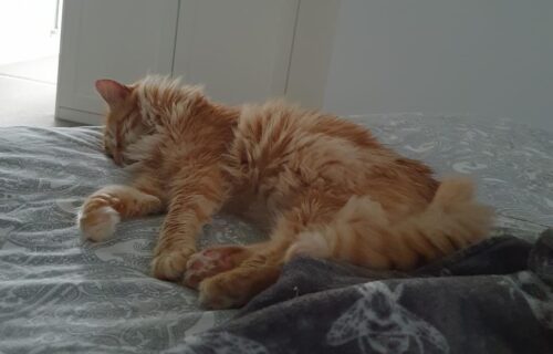 Ginger cat lounging on a bed.