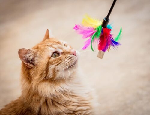 Ginger cat looking at a multi-coloured flirt pole.