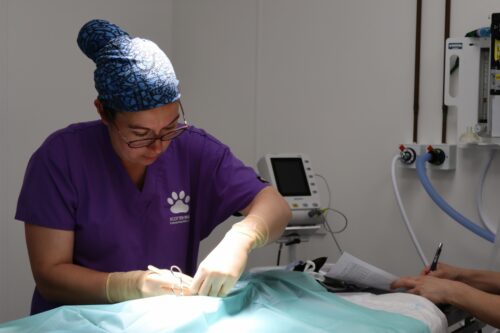 A veterinarian in surgery with a drape covering the animal she is working on. 