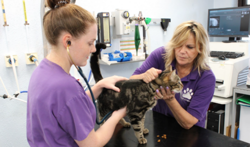 Two female veterinarians performing a health check on a cat in a vet's office.
