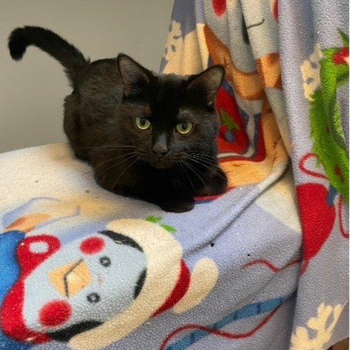 Black cat sitting on a multi-coloured blanket.