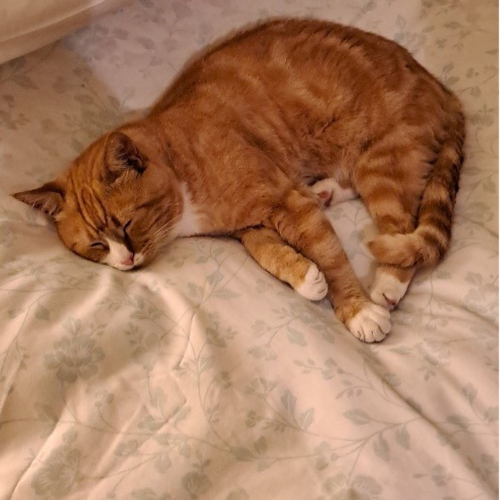 Ginger cat on a cream blanket.