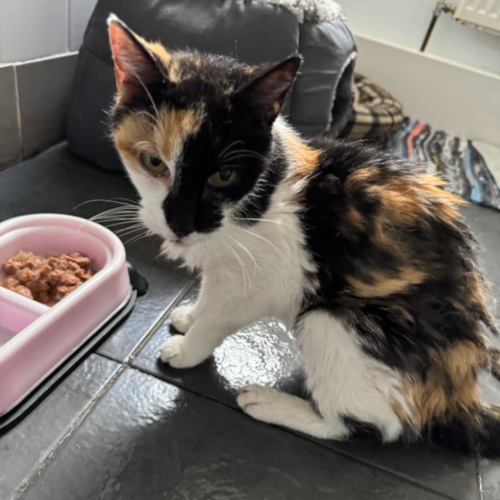 Multi-coloured cat sitting in front of a pink food bowl with food in it.