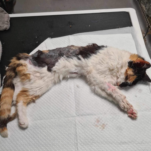 Multi-coloured cat with matted hair lying on a vet table.