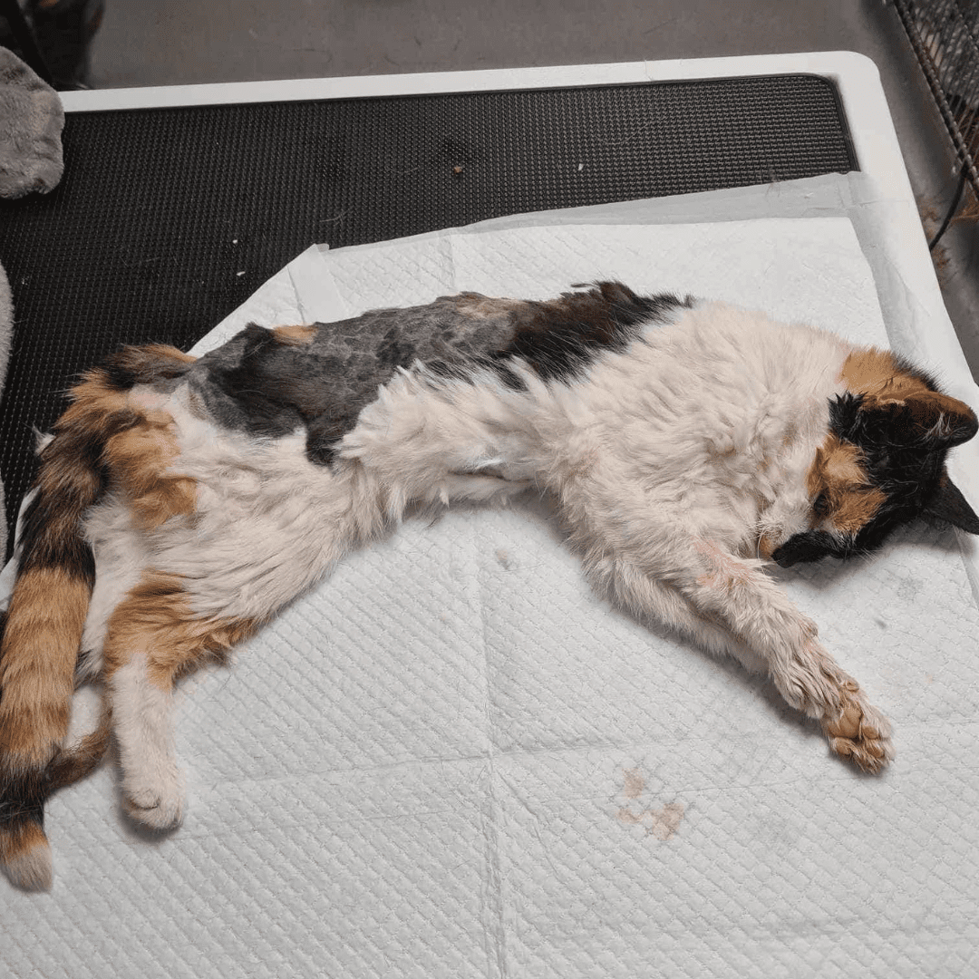 Multi-coloured cat with matted hair lying on a vet table.
