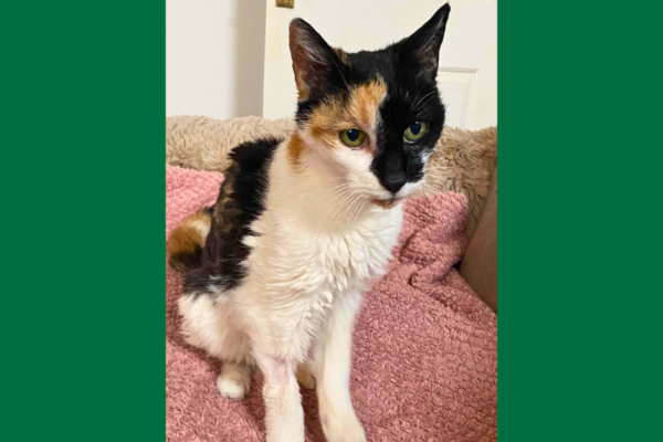 Kit Kat the Senior Survivor