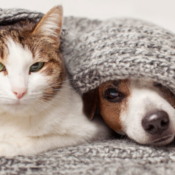 A cat and a dog under a blanket.