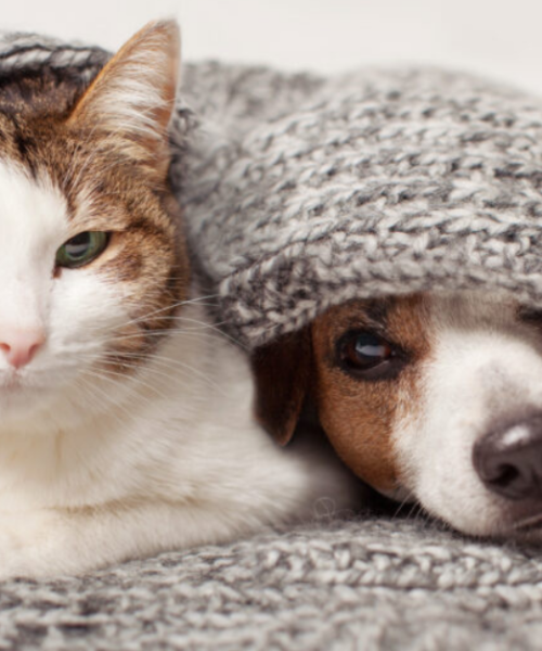Protecting Pets and People: Vet Times Spotlights Our £70,000 Grant to The Links Group