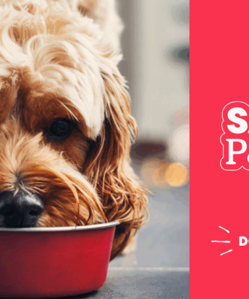 Help rescue pets this Christmas